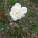 로즈향기 이미지