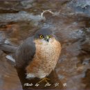 새매개천 이미지