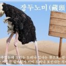 교훈글-장두노미(藏頭露尾) 이미지