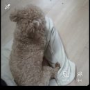 아띠아지 이미지