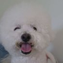 힙댕 네이버블로그