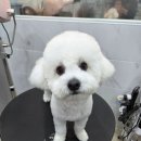 댕댕그루밍 네이버블로그