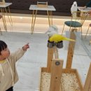 여주-0452 | 여주아이랑 앵무새카페 동물카페 앵무새분양 17개월 아기랑 '리프패럿'