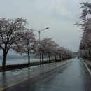 경포대가는길 이미지