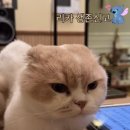 콘체르트보눔