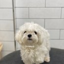 호야네애견샵 이미지