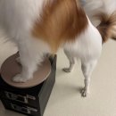 스마트동물병원 | 신사스마트동물병원 양측슬개골수술후기 (1.5기~2기)