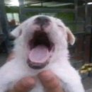 미니호텔 풍뎅이 | [이집트] 여자 혼자 이집트 자유 여행 04 - 룩소르 벌룬 투어 / 룩소르 기념품 가게 / 룩소르 로컬 마트...