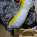 24시도안동물메디컬센터 이미지