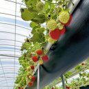 효경농장 이미지