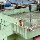 파레스펜션 | [ 거제 애견동반 펜션 ] 파레스펜션&amp;민박 오션뷰 가성비숙소