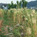 이안농장 이미지