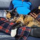 구미호 냥이 이미지