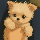 치고야 | 믹스견 입양 , 강아지 입양 꿀팁, 메디컬 서비스 가입과 사용후기