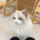 놀면묘하냥 고양이카페 이미지