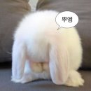 [🎬영화] 퓨리오사 : 매드맥스 사가 l 평촌 롯데시네마 관람 후기 (7관 좌석추천O)