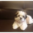 시츄언니 이미지