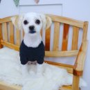 도리도리펫샵 이미지