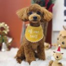 스타일좋개 이미지