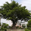 [천연기념물 407호] 함양 학사루 느티나무 이미지