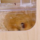 햄동대장 이미지