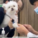 다나은 동물병원 | 광주 첨단 다나은동물병원 강아지 스케일링 (이빨없는 강아디..)