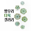 방우리 다육갤러리