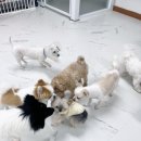 멍머니 2호점 이미지