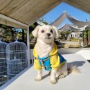 댕댕이 베이커리 이미지