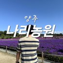 핑크나리 | 양주 나리농원 후기, 서울 근교 핑크뮬리 명소 (꿀팁 총정리)