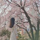 성내천공원 | [공지] 실시간 서울 벚꽃 숨겨진 명소 석촌호수 말고 올림픽공원 근처 성내천 후기