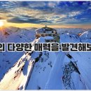 스위트블룸