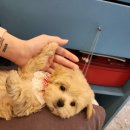 푸른들동물병원 이미지