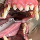 남양주동물병원 이미지