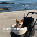 아발론2 | 강아지유모차 추천 아발론 크루져 중형견 개모차 사용후기