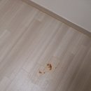 수원센트럴아이파크자이 | ♬수원 센트럴 아이파크 자이 투룸 입주청소 후기｜겉은 멀쩡, 속은 난이도 상