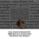 마키즈