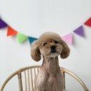 윌리하니 그루밍 이미지