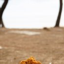 몽산포오페라하우스 | [오캠] 몽산포야영장 20110630-20110701 (충남)