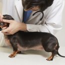 배곧도담동물병원 이미지