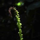 솔롱고스 이미지