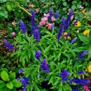 블루세이지 이미지