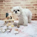 포포픽스 이미지