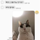 중고배스 이미지