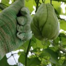 열매농장 이미지