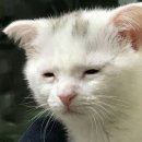 플라이갱