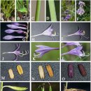 금강비비추Hosta clausa var. geumgangensis M. Kim &amp; H. Jo 이미지