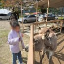 플레이 그라운드 | [더 플레이그라운드 청주] 당일 피크닉 후기(2025.11.1)