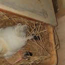 에덴양계장 이미지