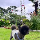 하얀고래 in 백야 이미지